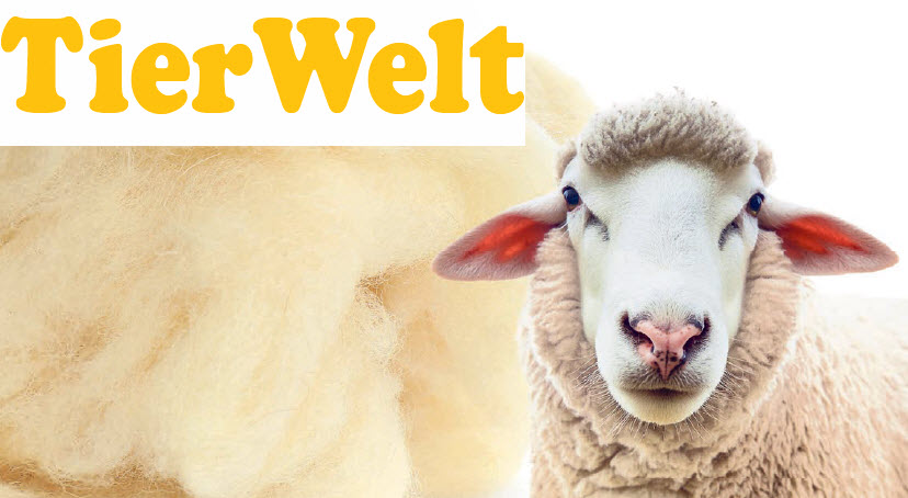 Tierwelt mit Schaf